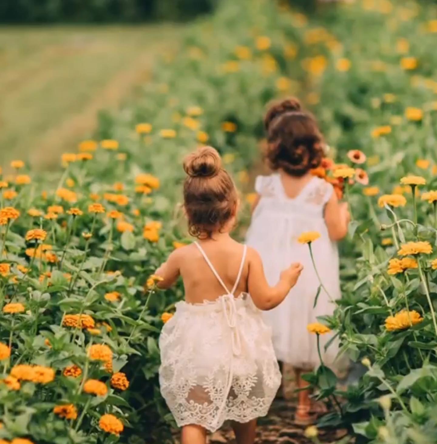 Hudson Wildflower Co