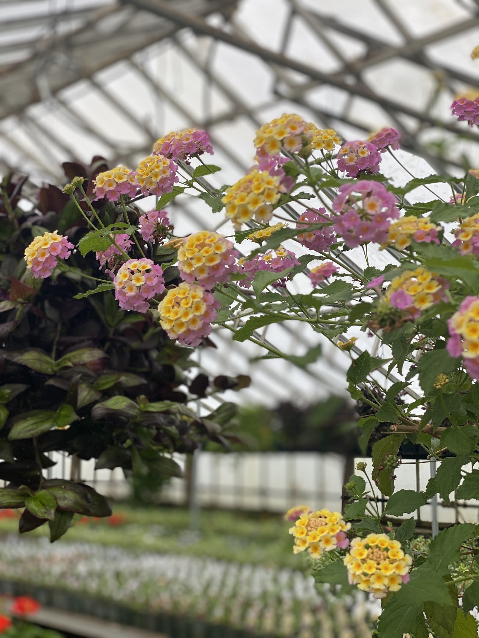Petersen's Patterson Greenhouses